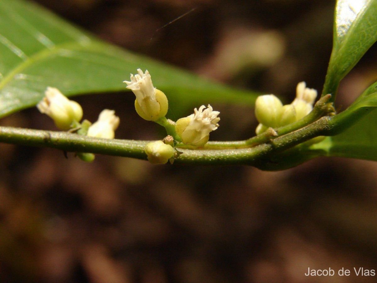 Dichapetalum zeylanicum Kosterm.